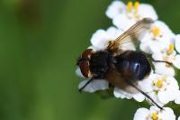 Phasia aurigera