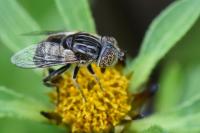 Eristalinus aeneus