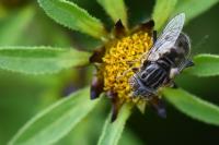 Eristalinus aeneus