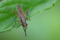 Sepedon spinipes