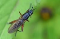 Sepedon sphegea