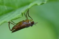 Sepedon spinipes