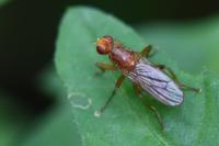 Norellisoma spinimanum