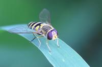 Syrphus vitripennis