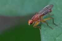 Norellisoma spinimanum