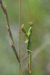 Mantis religiosa