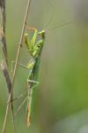 Mantis religiosa