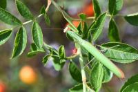 Mantis religiosa