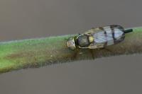 Urophora stylata