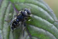 Eristalinus sepulchralis