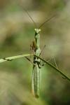 Mantis religiosa