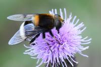 Eristalis intricaria