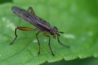 Sepedon spinipes