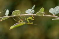 Mantis religiosa