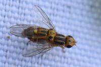 Chlorops
