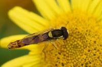 Sphaerophoria scripta