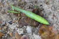 Mantis religiosa