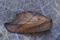 Drepanepteryx phalaenoides
