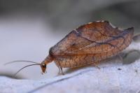 Drepanepteryx phalaenoides