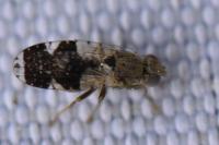 Tephritis formosa