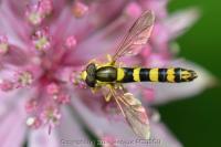 Sphaerophoria scripta