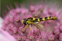 Sphaerophoria scripta