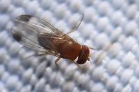 Drosophila suzukii