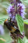 Volucella pellucens