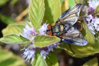 Phasia hemiptera