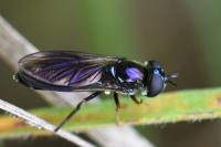 Pyrophaena rosarum
