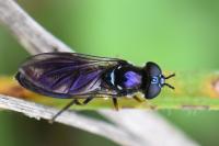 Pyrophaena rosarum