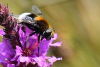 Eristalis intricaria