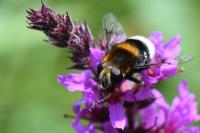 Eristalis intricaria