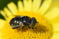 Eristalinus sepulchralis