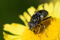 Eristalinus sepulchralis