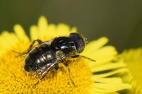 Eristalinus sepulchralis