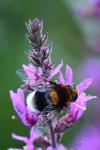 Eristalis intricaria