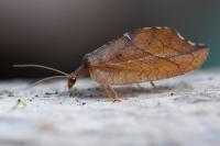 Drepanepteryx phalaenoides