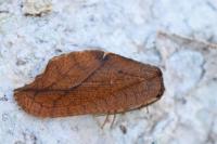 Drepanepteryx phalaenoides