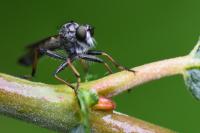 Neomochtherus geniculatus