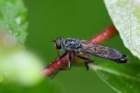 Neomochtherus geniculatus