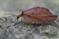 Drepanepteryx phalaenoides