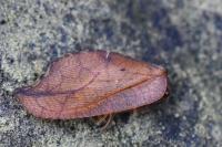 Drepanepteryx phalaenoides