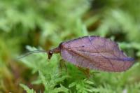 Drepanepteryx phalaenoides