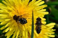Eristalis nemorum