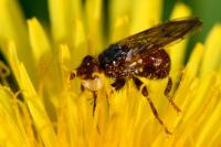 Myopa testacea
