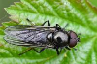 Cheilosia variabilis