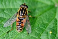 Helophilus pendulus