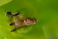 Tephritis bardanae