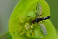 Empis nigritarsis